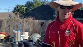The noise on the nursery. Garden chat with Chook, from Greenbourne Nursery