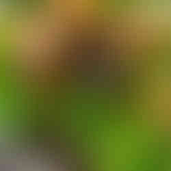 步步高升 — Rising Higher with Every Step Stir-Fried Kai Lan with Mushrooms in Oyster Sauce