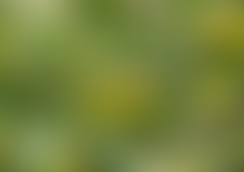 Advice on Deciduous Trees, both Fruiting and Ornamental by Greenbourne Nursery