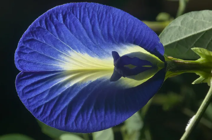 Shop Blue My Blue Tea Butterfly Pea Flowers Clitoria Ternatea Being tropical flower plant, there are a lot of health benefits of clitoria ternatea. my blue tea butterfly pea flowers