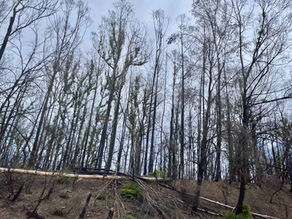 Reviving Australia - Life after Fire