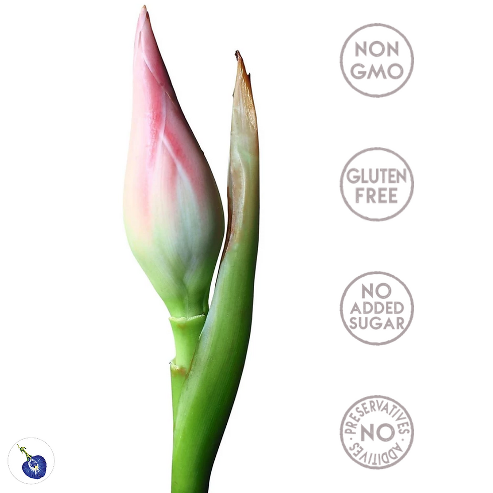 My Blue Tea Torch Ginger Flower