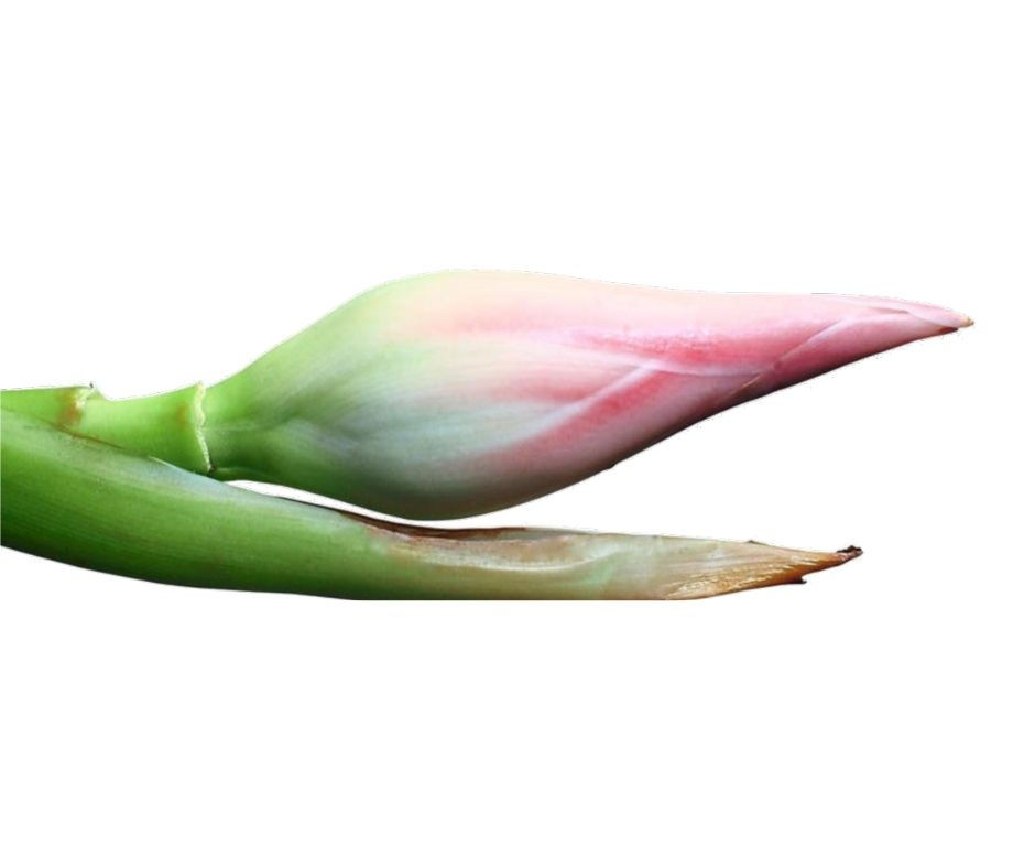 New Torch Ginger Flower Bud Bunga Kantan My Blue Tea