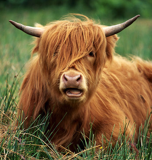 Highland Cattle_edited.jpg