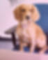 Dog.png