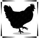 Our chicken icon