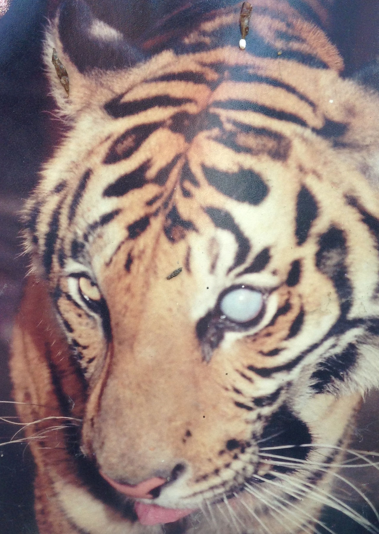 Animales en rehabilitación Villa L.