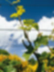 PRIMAVERA86.jpg