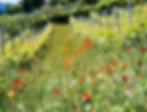PRIMAVERA.jpg