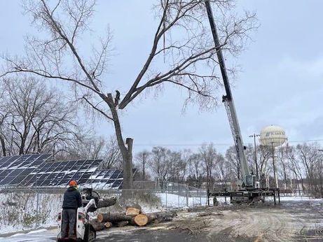 Why Winter is the Best Time for Tree Services in Minnesota