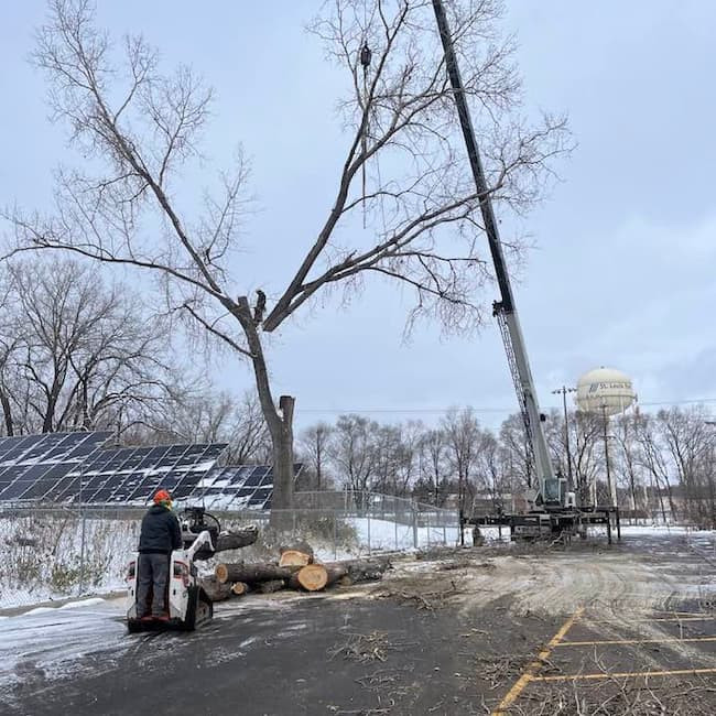 Why Winter is the Best Time for Tree Services in Minnesota