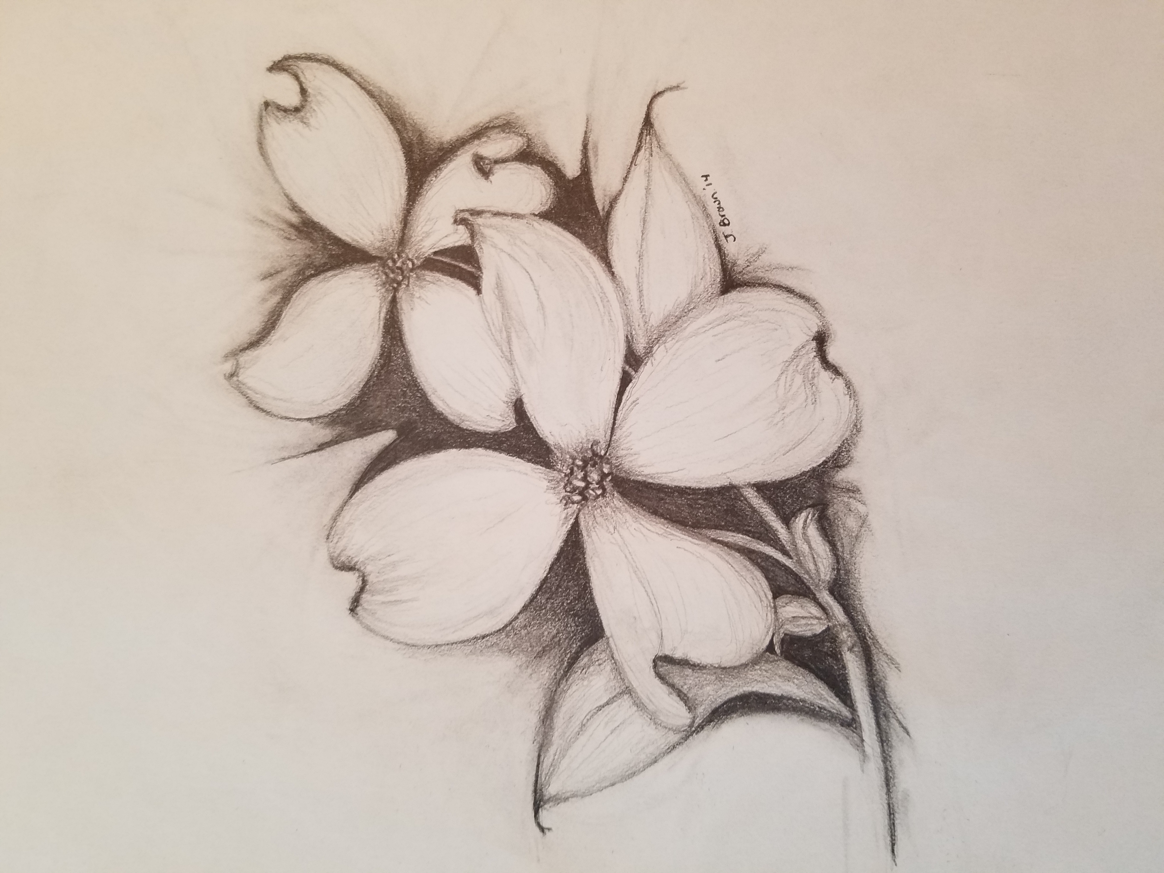 Dogwood in Graphite