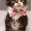 Thumbnail: 12 Pcs Adjustable Pet Bowties Dog Cat Bow Ties,Neck Bows with Glittery Rhineston12 Pcs Adjustable Pet Bowties Dog Cat Bow Tie