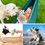 Thumbnail: Sqinor Squeaky Dog Toys for Boredom Small Medium Large Dogs, Interactive Cuddly Durable Plush Dog Toy P
