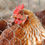 Indexkép: Chicken Wire | Galvanised | with FREE Wire Cutting Pliers | DIY Crafts