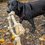 Indexkép: Dog Rope Toys for Large/Medium Aggressive Chewers, Tough Rope Chew Toy