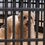 Прев'ю: 4 PANELS | Expandable Weatherproof Pet/Dog Circle,Clips for Assembly and Removal