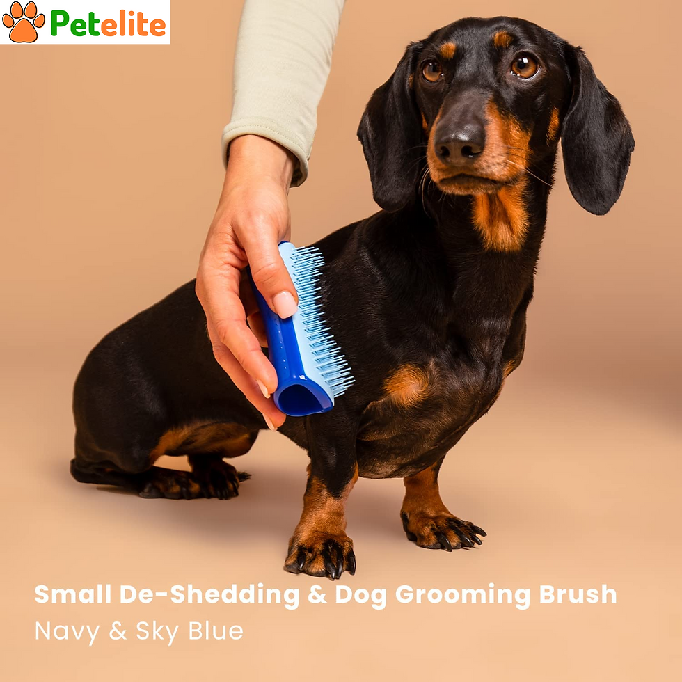 Small De-Shedding and Dog Grooming Brush | Dry Brush or Dog Bath Brush