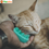 थंबनेल: Ultra Soft Silicone Deshedding Tool for Cat & Dog with Short & Long Hair