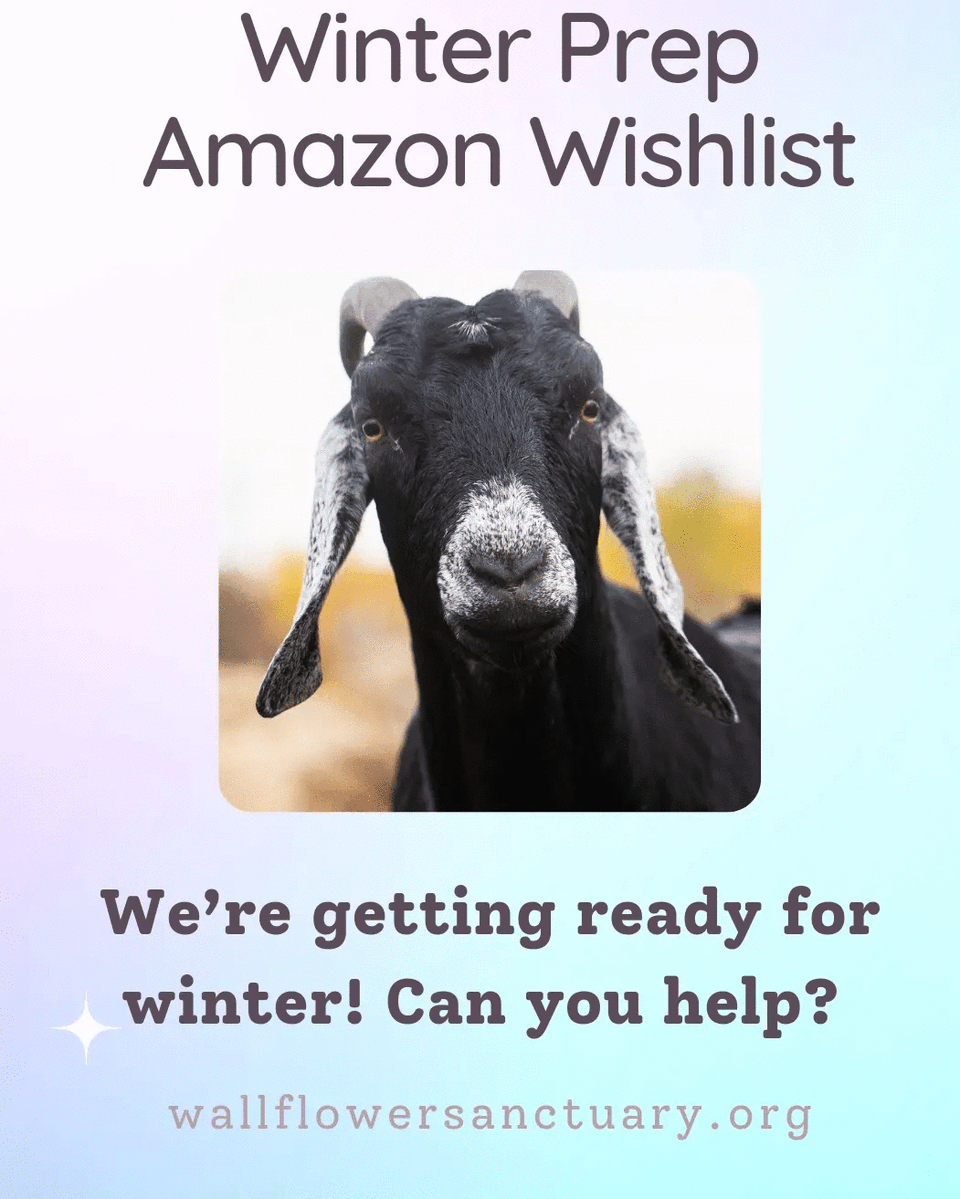amazon wishlist.gif