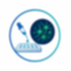 Immunofluorescence Assay (IFA).png