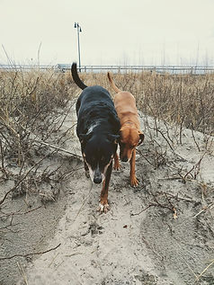 beachwalk.jpg