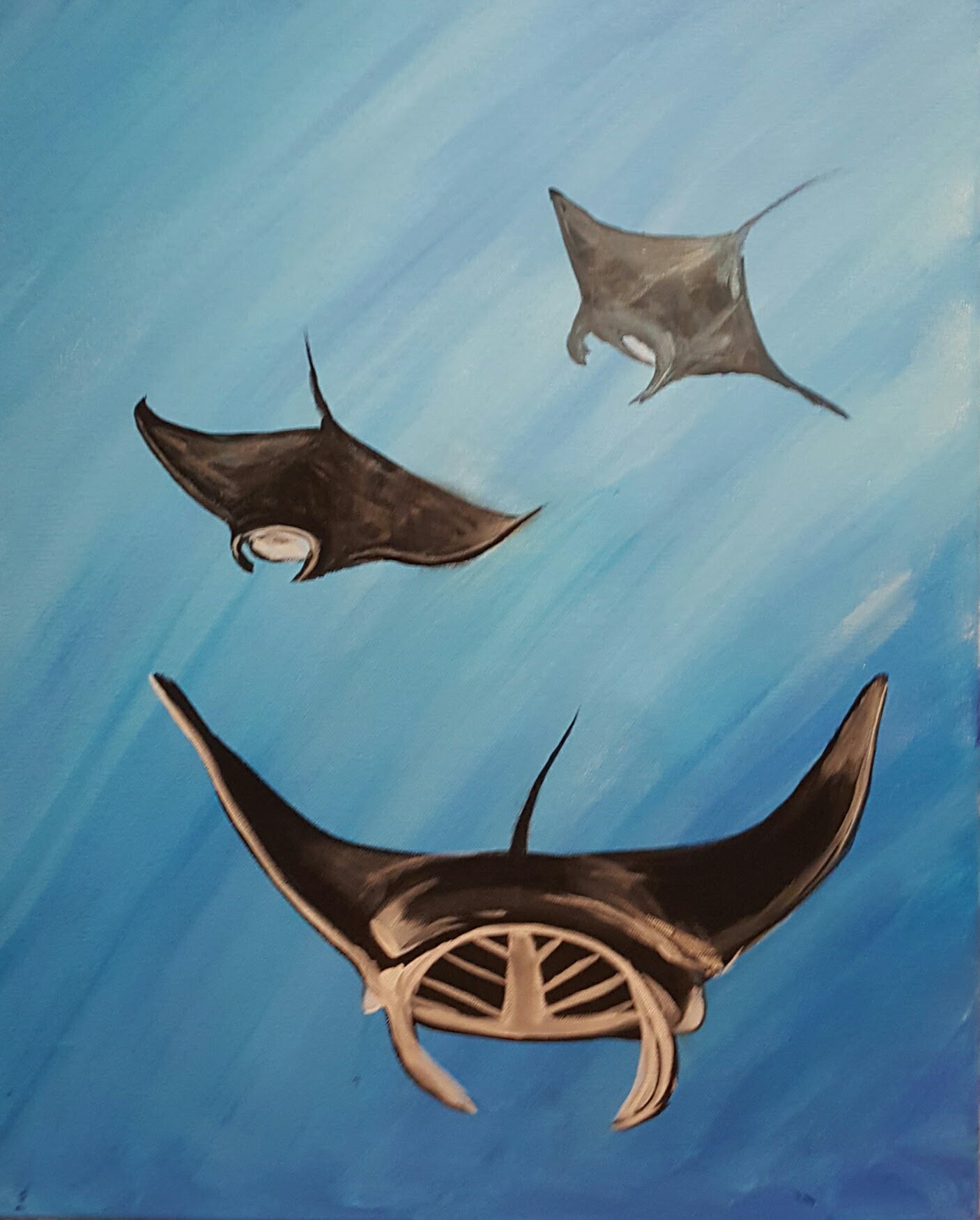 Sting Ray Family