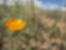 flower.jpg