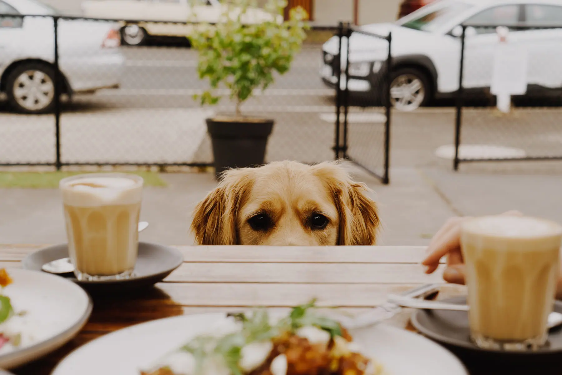Dogs at dinner table