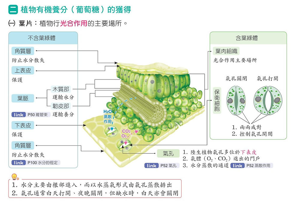 116 KO生物-內文_p32.jpg