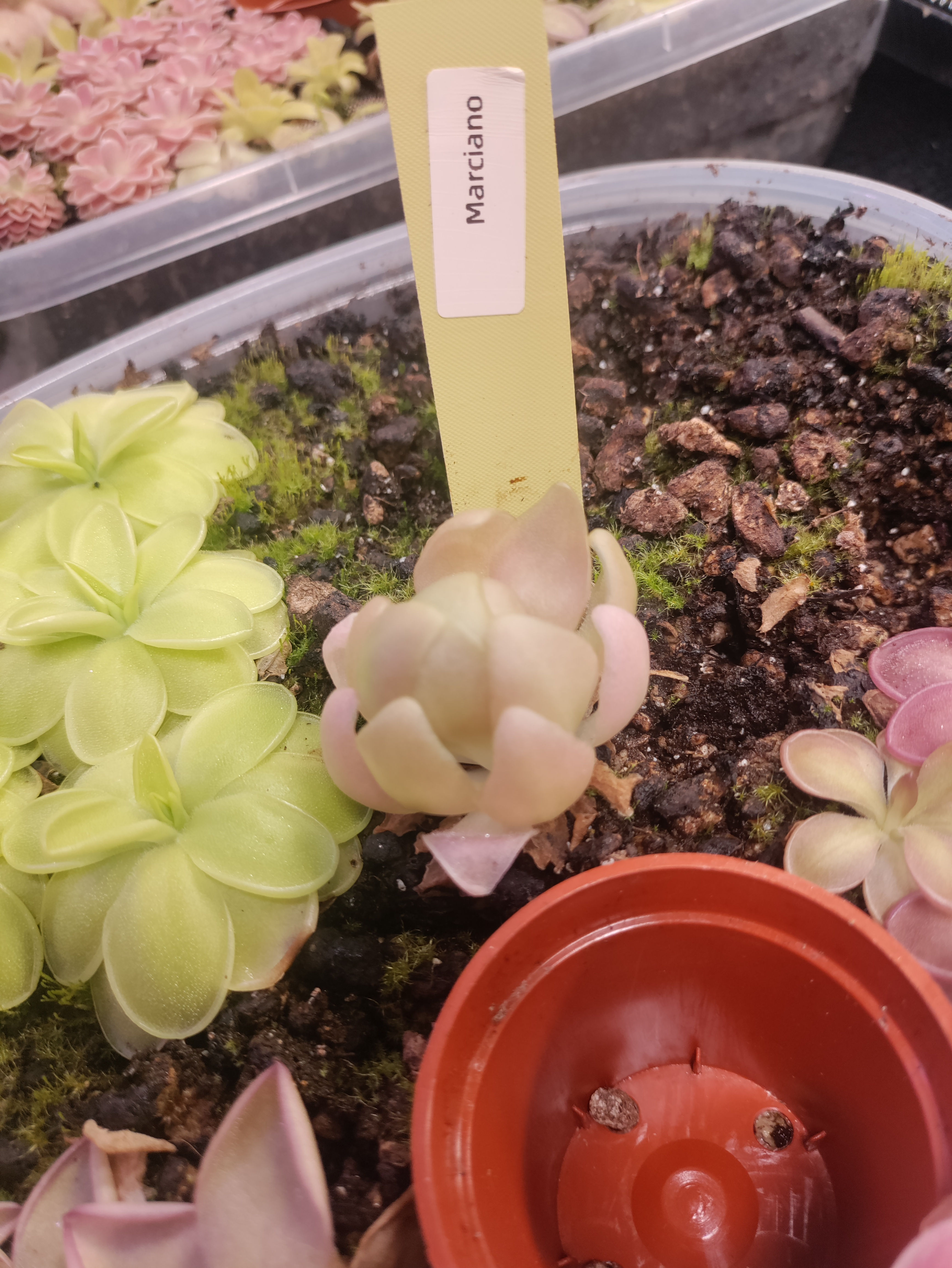 Pinguicula Marciano (hybrid)