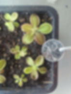 Thumbnail: Pinguicula Jetherine (hybrid) B.B