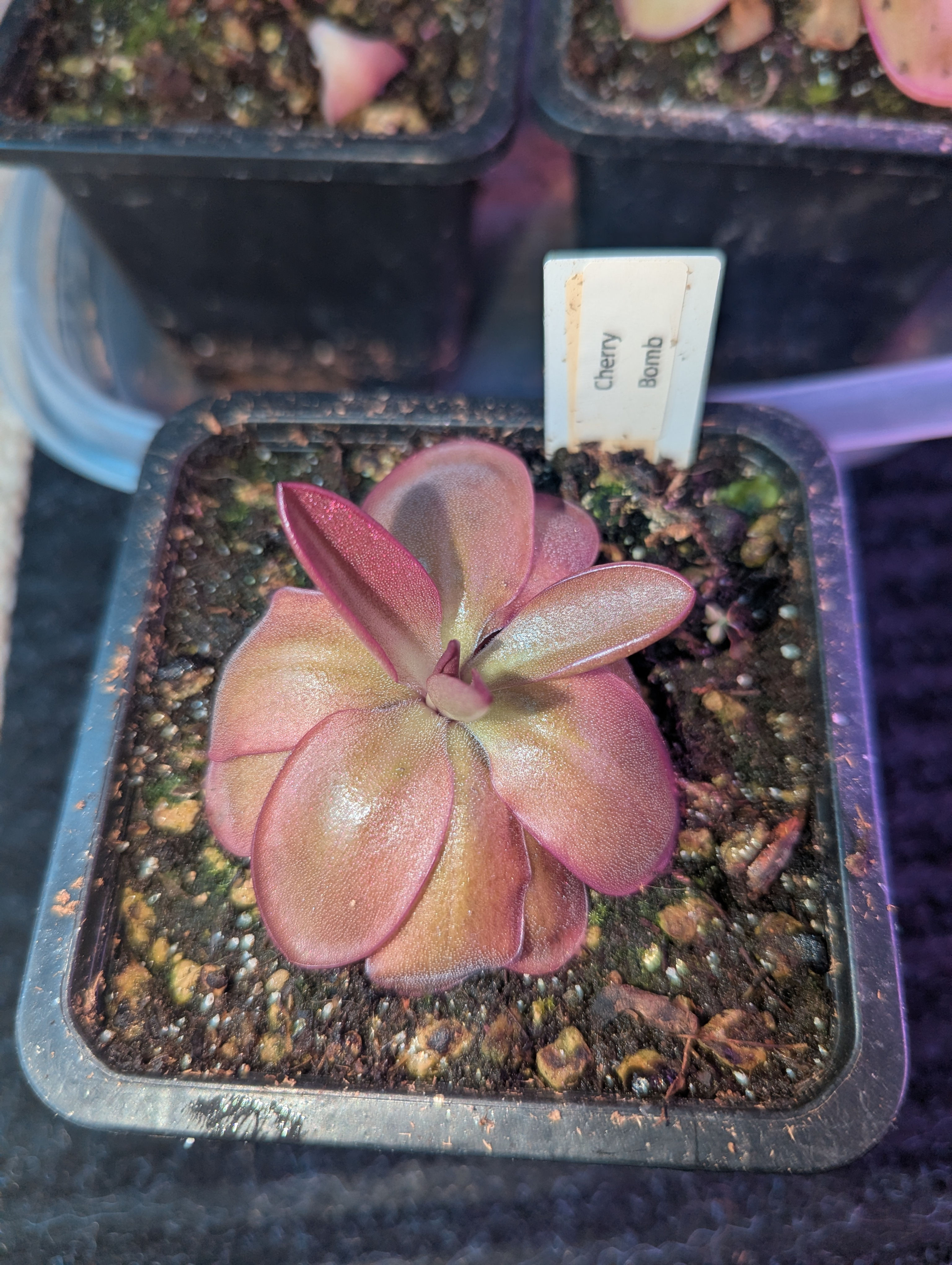 Pinguicula x Cherry Bomb (hybrid)