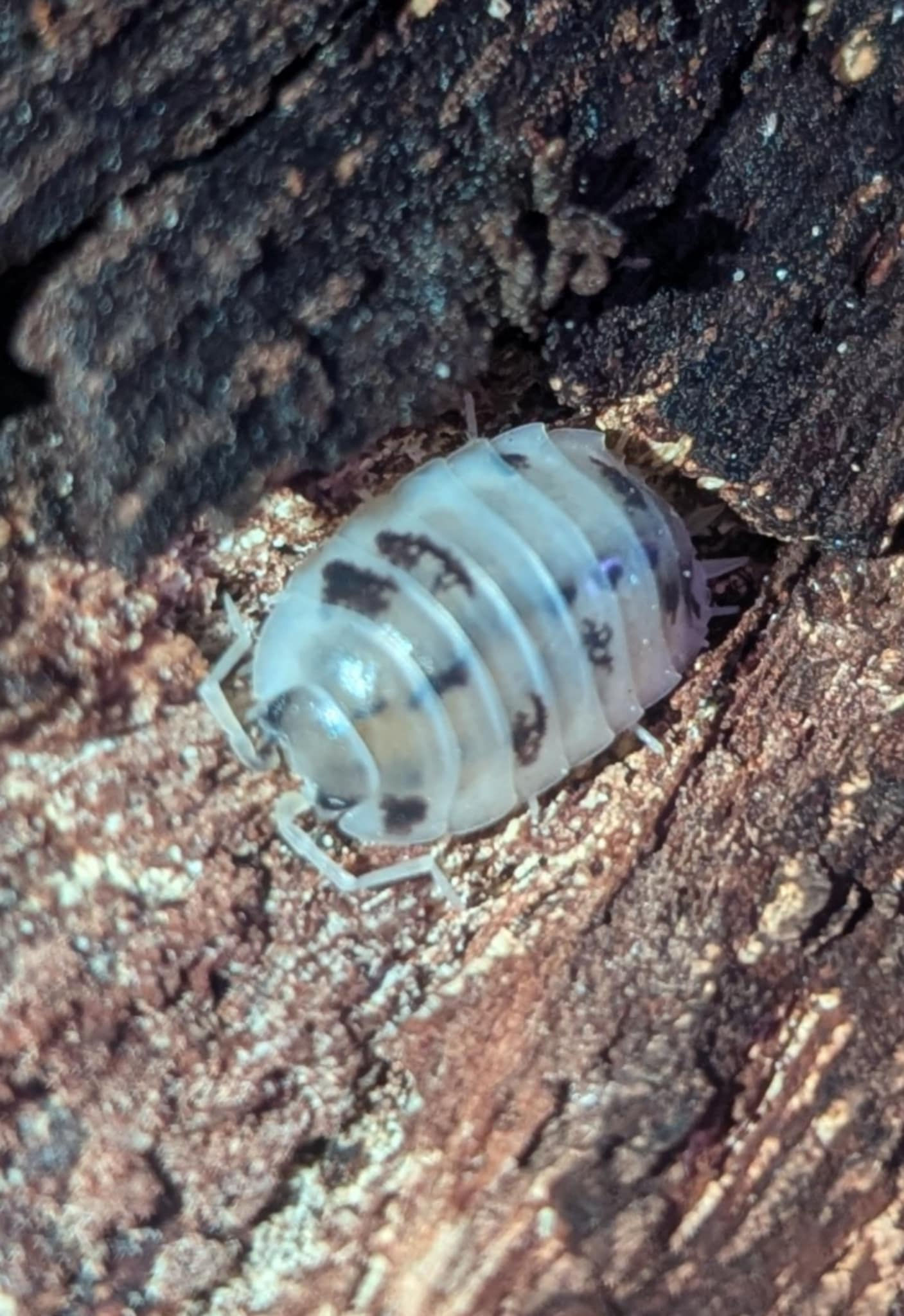 Porcellio Laevis 30+ (dairycows)