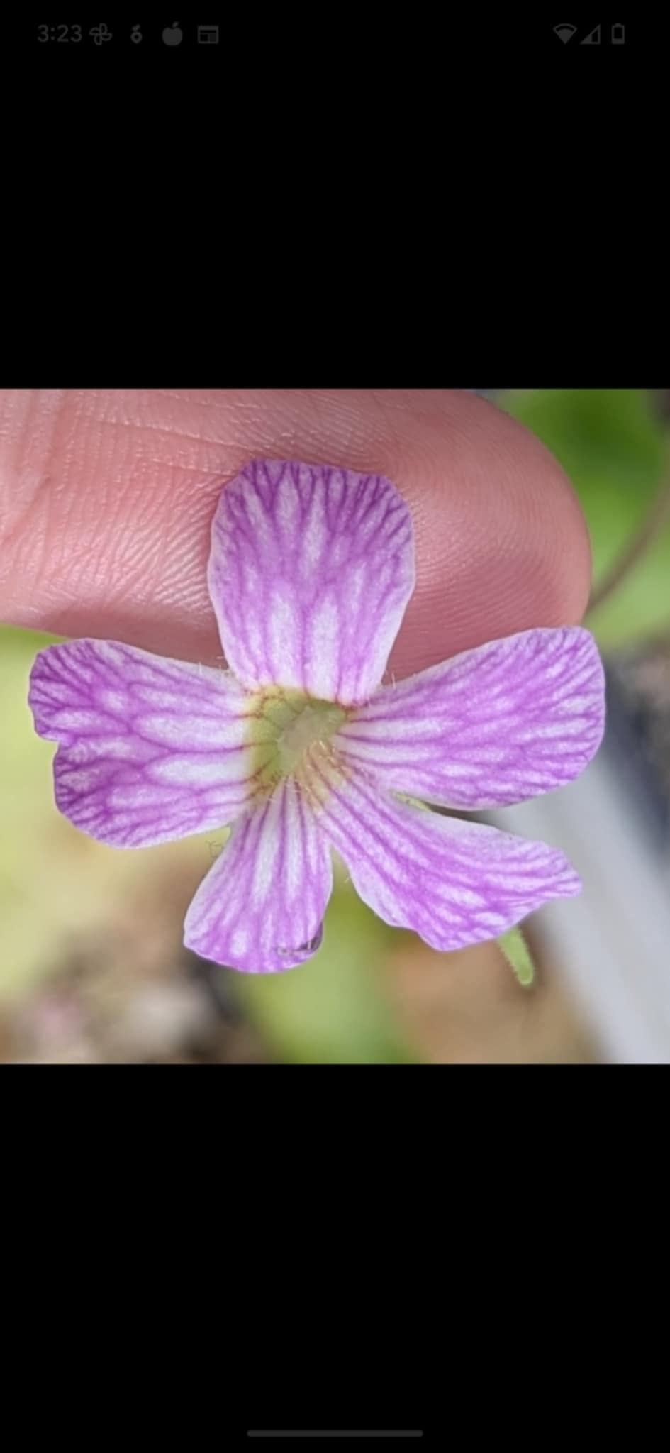 Thumbnail: Pinguicula 'Lavender Lacewing'  (hybrid)