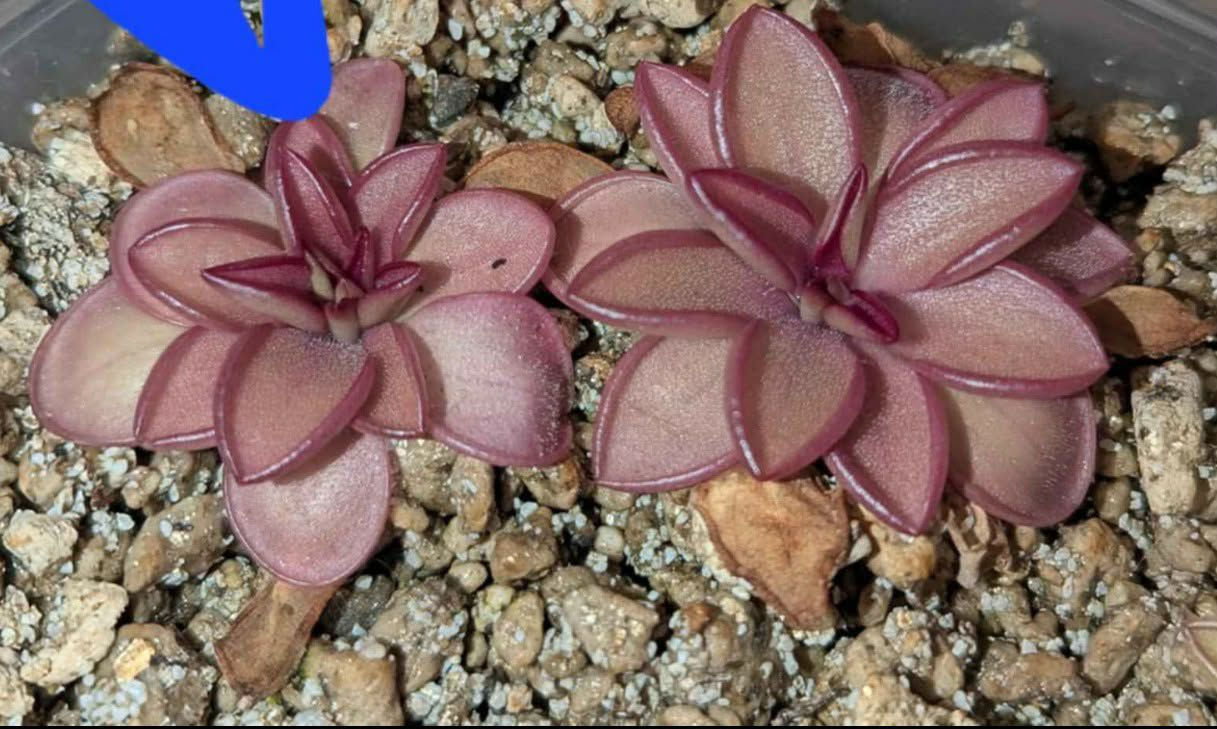 Pinguicula Jetherine (hybrid) B.B