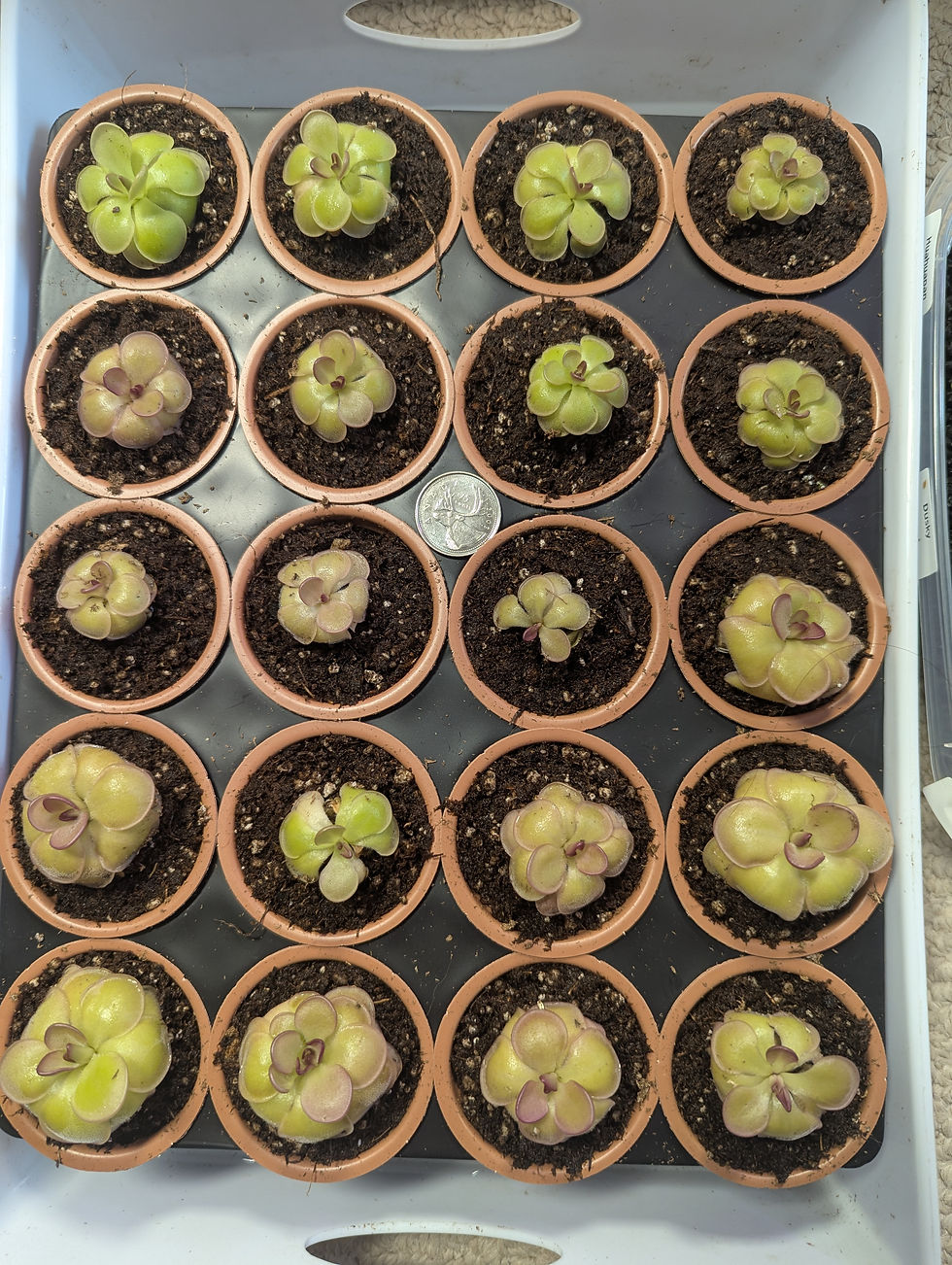 Thumbnail: Pinguicula Hanka (hybrid)