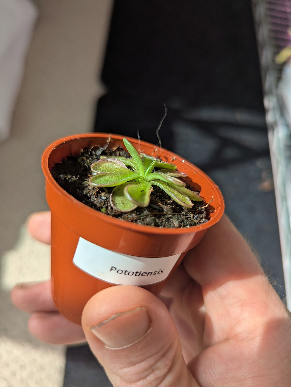 Thumbnail: Pinguicula Pototiensis (species)