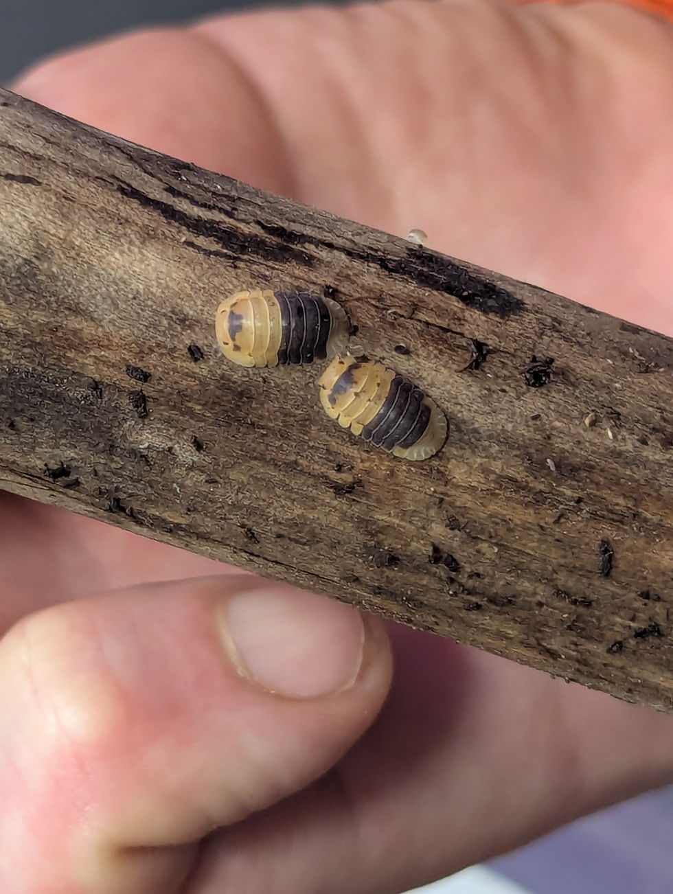 Thumbnail: Cubaris sp. Bumble bees (10 count)