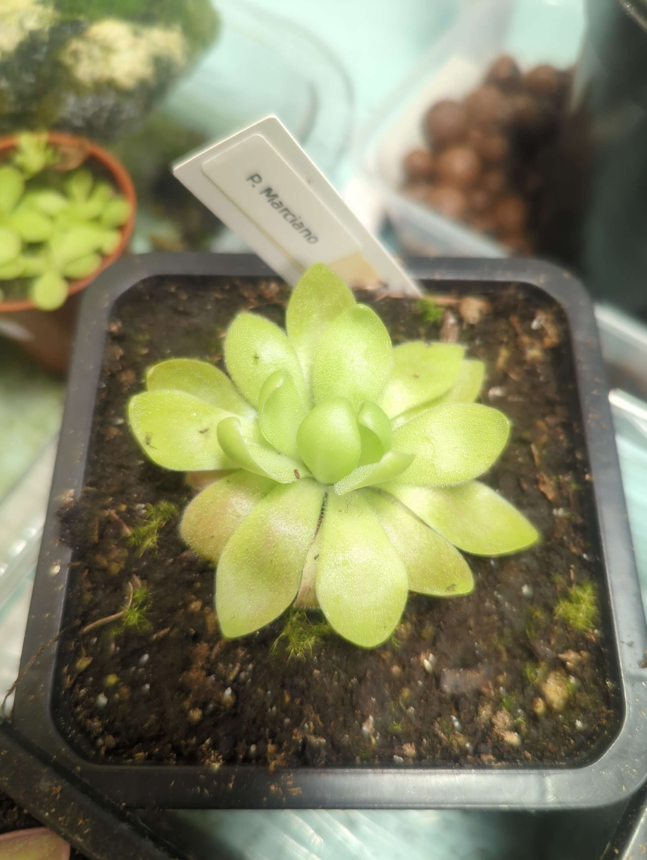 Pinguicula Marciano (hybrid)