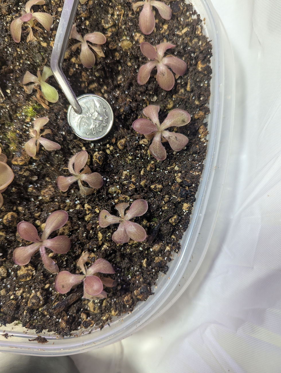 Thumbnail: Pinguicula 'Laueana Calcarn Red' (hybrid)