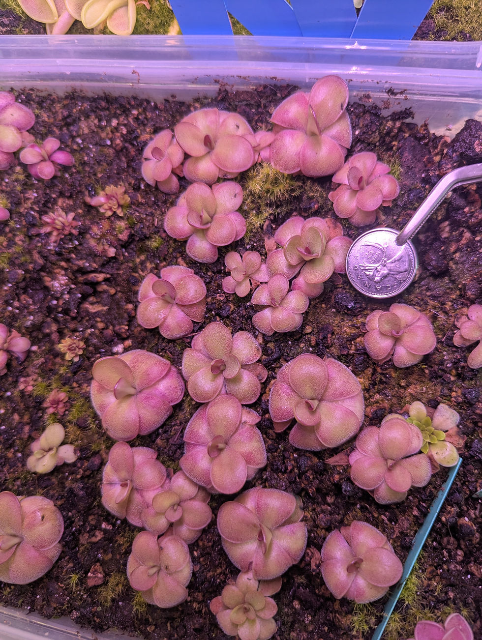Thumbnail: Pinguicula 'Weser' x Agnata 'El Lobo' (hybrid)