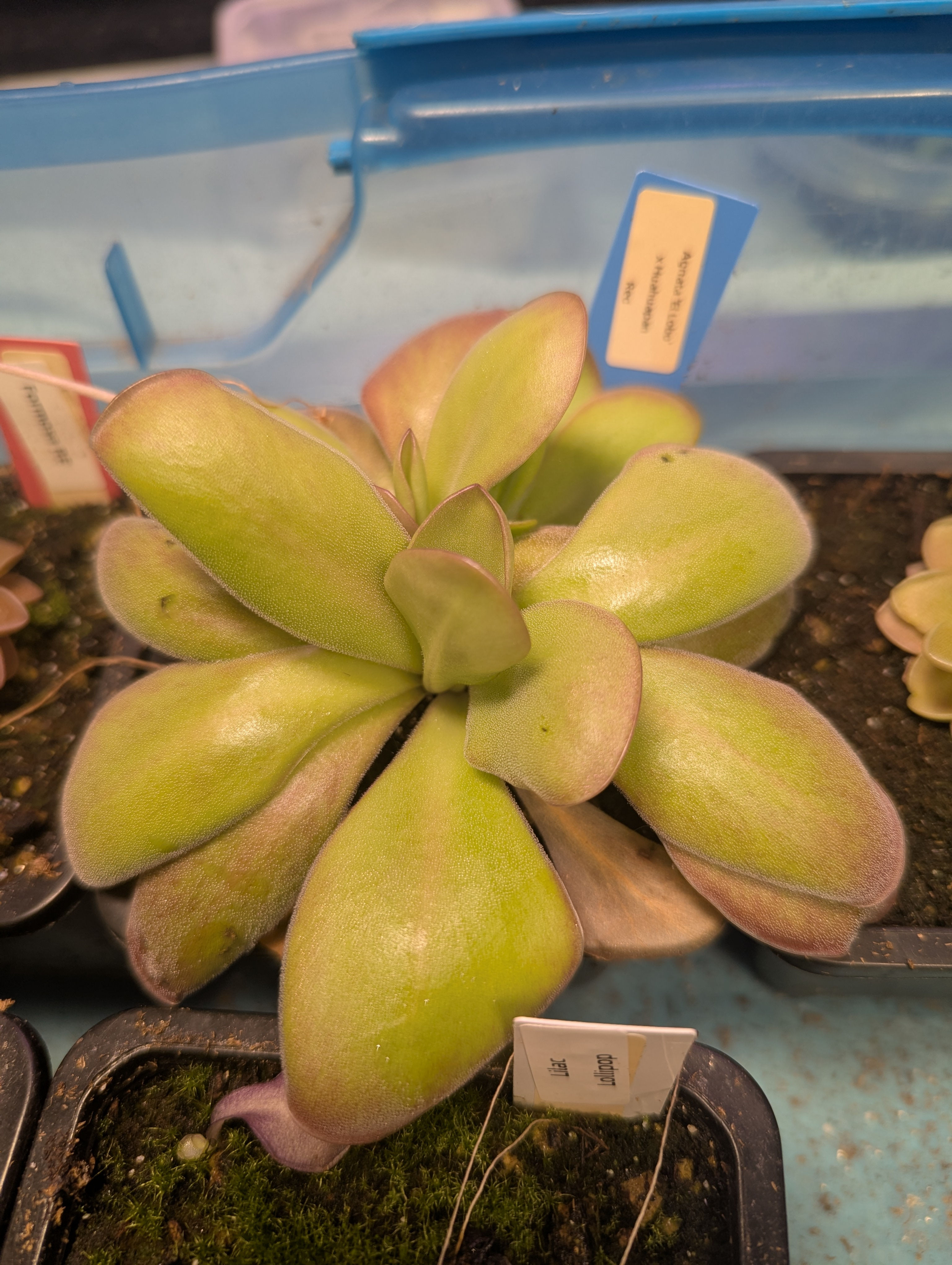 Pinguicula Agnata 'El Lobo' x Huahuapan 'Red' (hybrid)