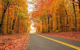 fall.jpeg
