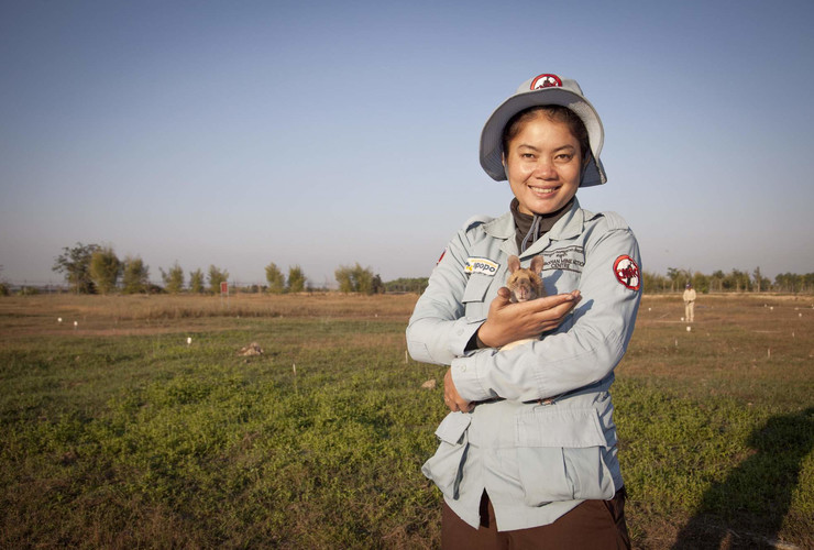 Cambodian lady in protective clothing holds a Tanzanian Giant-pouched rat in a Cambodian minefield
