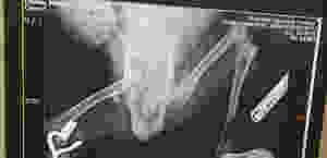 Medical x-ray image showing dislocated hip of a goat