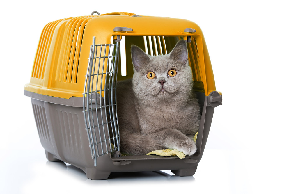 Bright eyed cat sits in rigid framed cat cage with door open