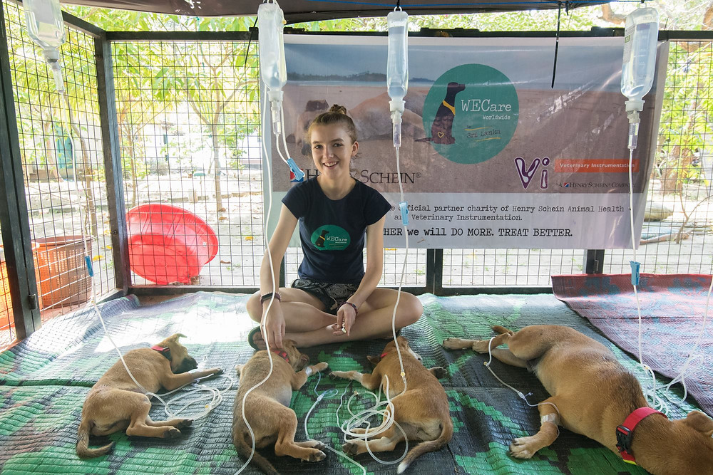 Female English Vet watches over 4 street dogs recovering from surgery in a Sri Lankan pet hospital