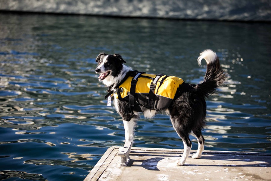 Bailey, a black and white sheepdog wearing a yellow life vest looks out over the harbour at the National Maritime Museum looking out for seagulls