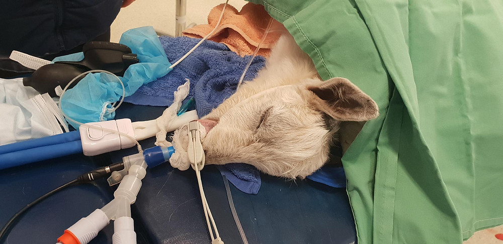 unconcious goat on the operating table ready for surgery